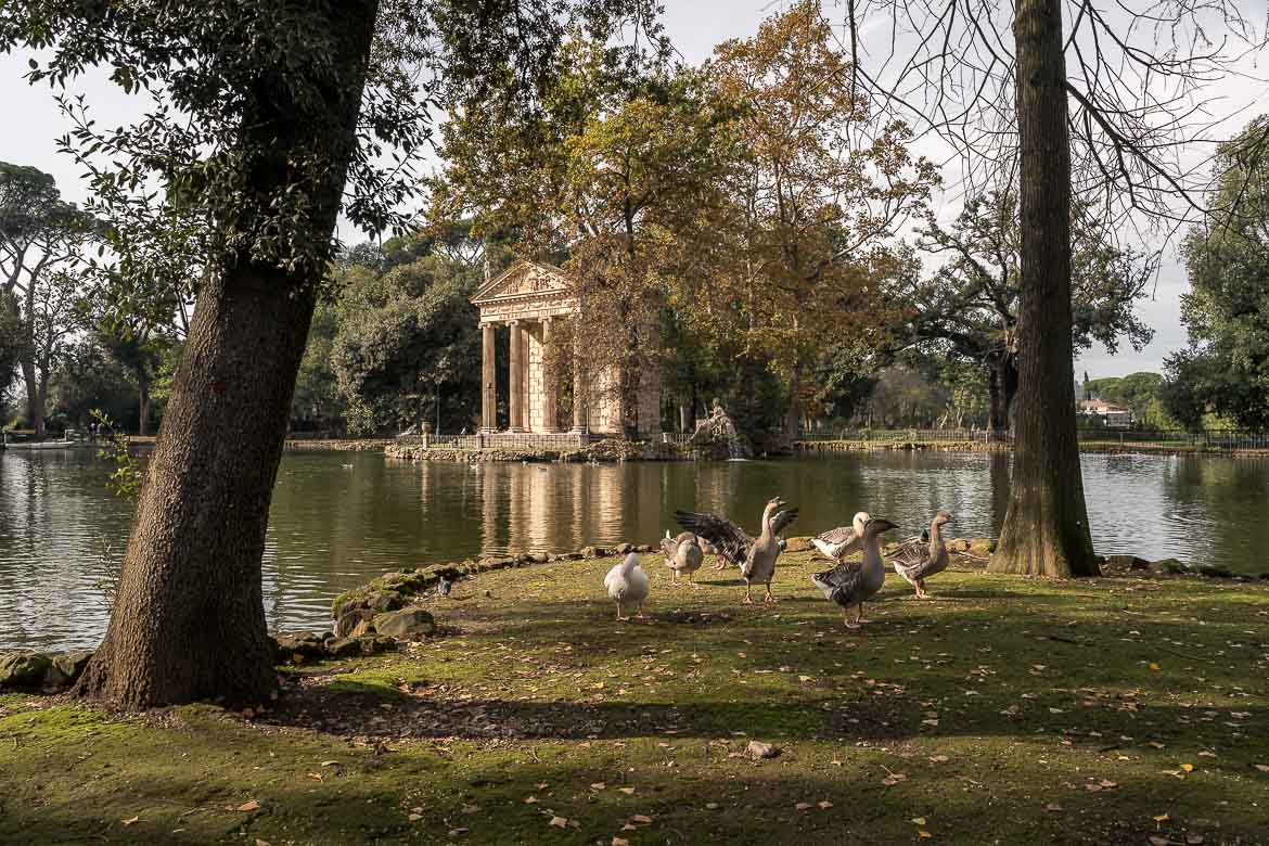This image shows the Temple of Aesculapius in Villa Borghese. The temple is built on the lake. In the foreground, some ducks are playing around on the grass.