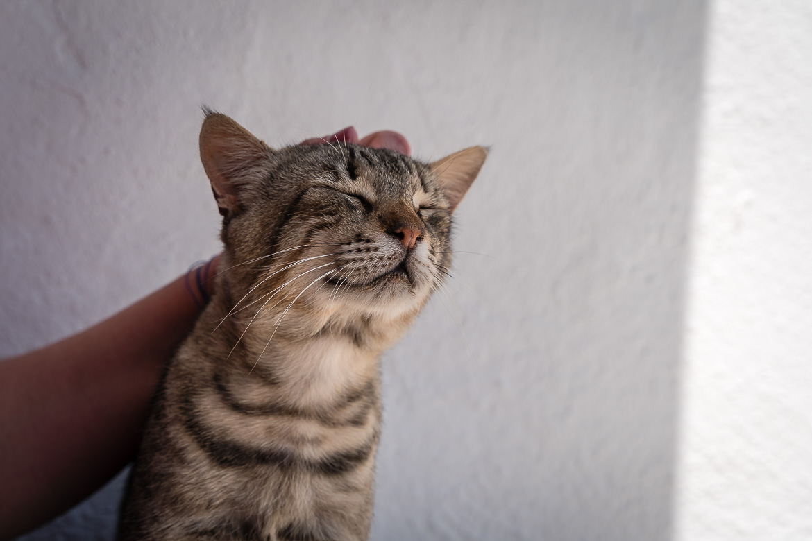 This is a close up of a cat as he enjoys Maria petting him.