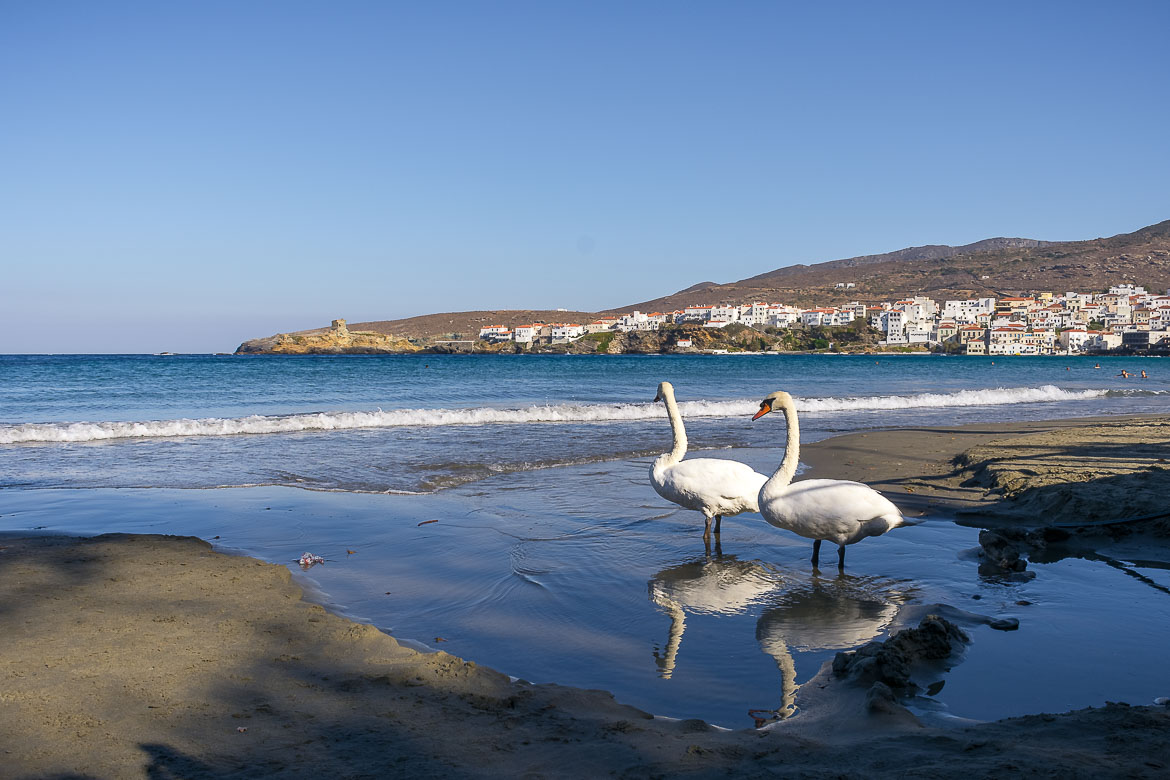 This image shows two swans walking on the sand at Nimporio beach. In the background, the gorgeous view to the neoclassical mansions that dot Andros Town (Chora).