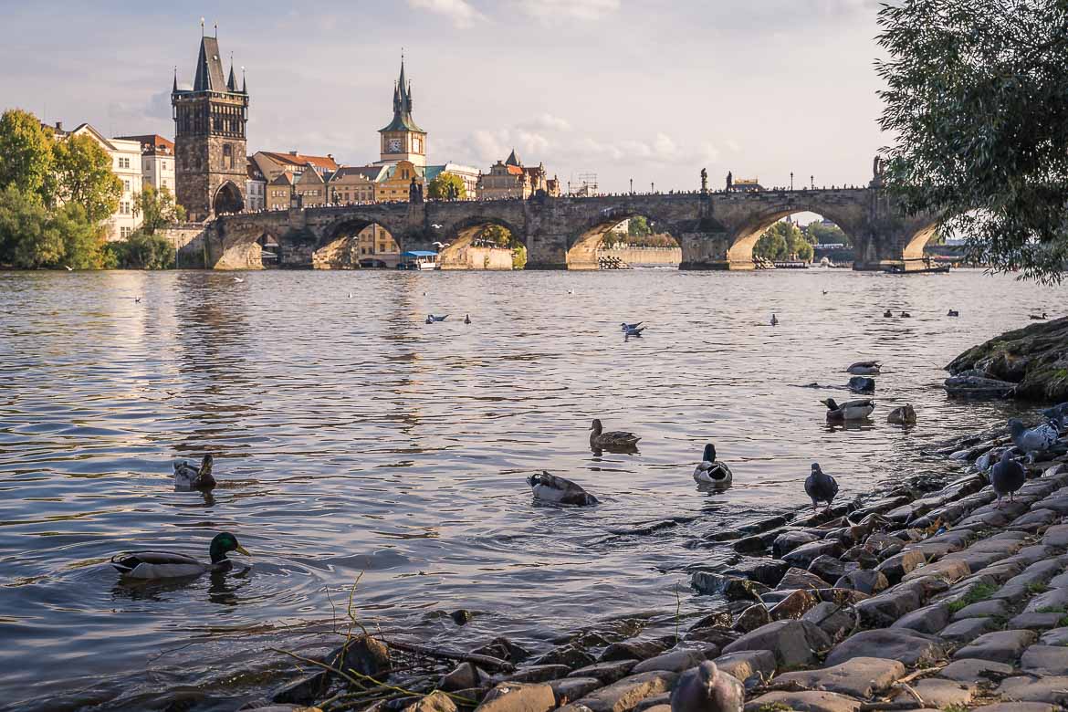 View of Charles Bridge and the Old Town Bridge Tower from Mala Strana's riverbank. Several ducks swim close to the river's shore.