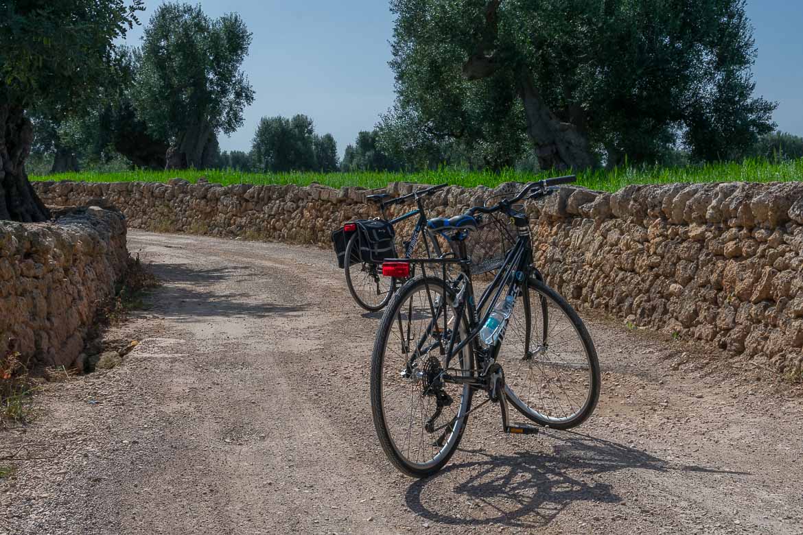 This photo shows two bikes on a dirt road next to ancient olive trees. 