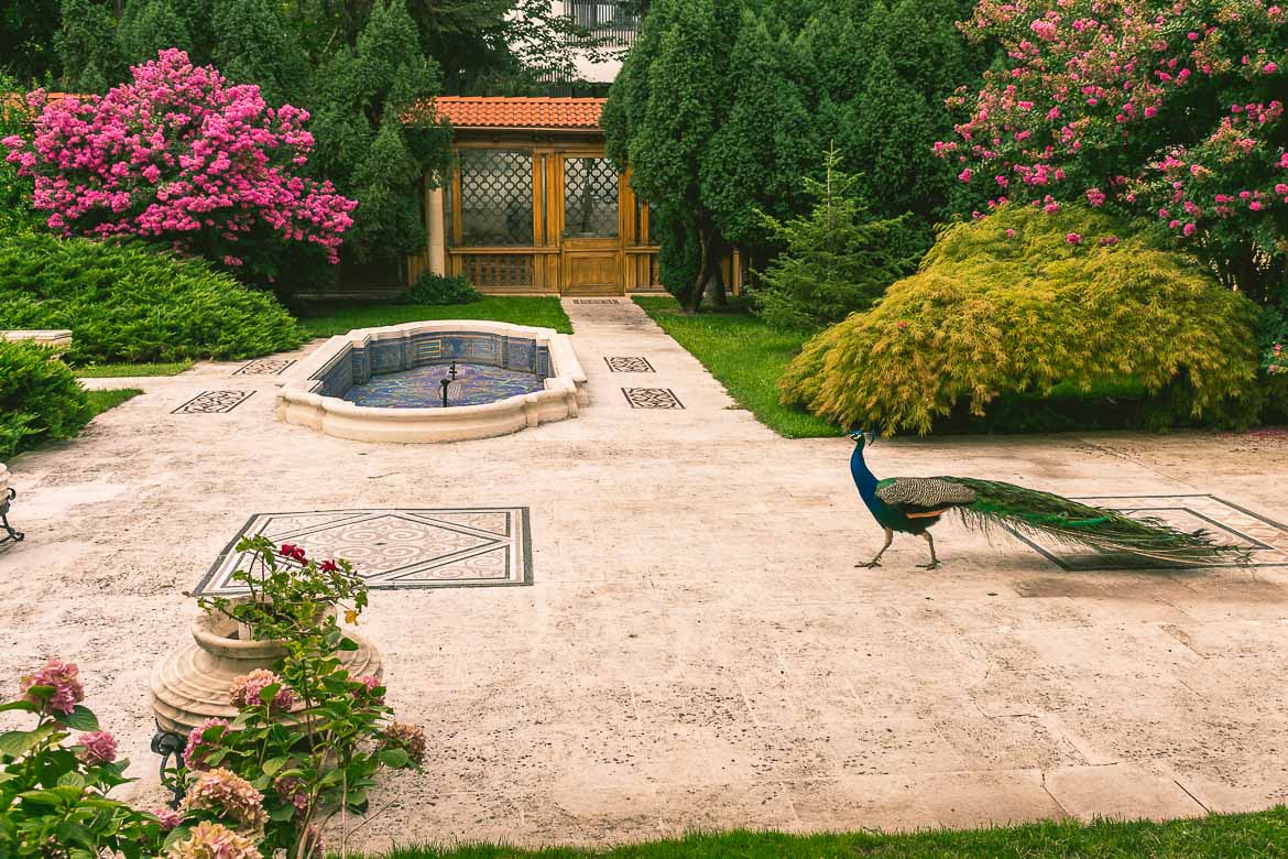 This photo shows a beautiful peacock wandering in the garden at Casa Ceausescu, Bucharest, Romania.