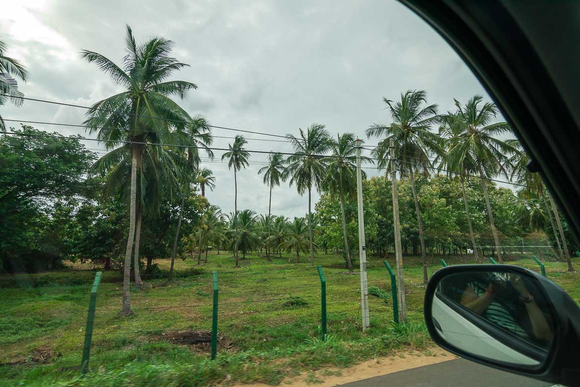 Palm trees at the side of the road as seen from inside the car. 