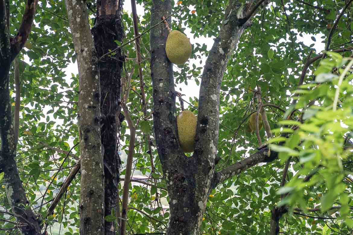 Two jackfruit on a tree.