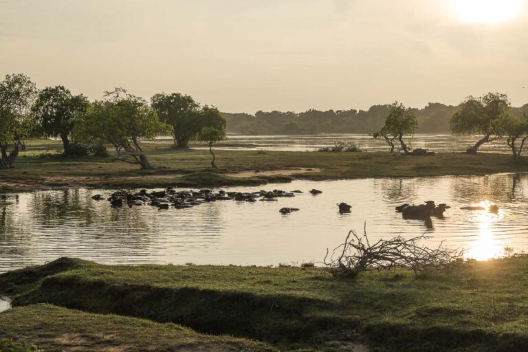 Planning a Trip To Sri Lanka – The Ultimate Travel Guide