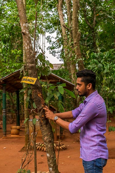 This photo shows a man at Highland Spice Garden standing in front of a cinnamon tree. He is showing the tree to us while explaining its benefits and uses. 