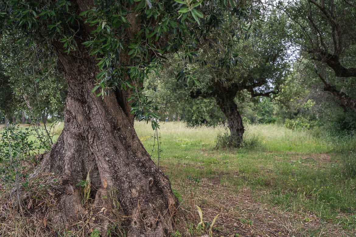 A very old olive tree in an olive grove.