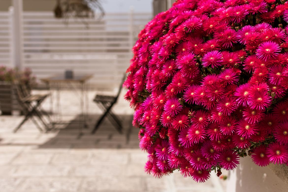This is a close up of brightly coloured flowers at the terrace at Palazzo Bignami. In the background, a table with chairs with bokeh effect. 