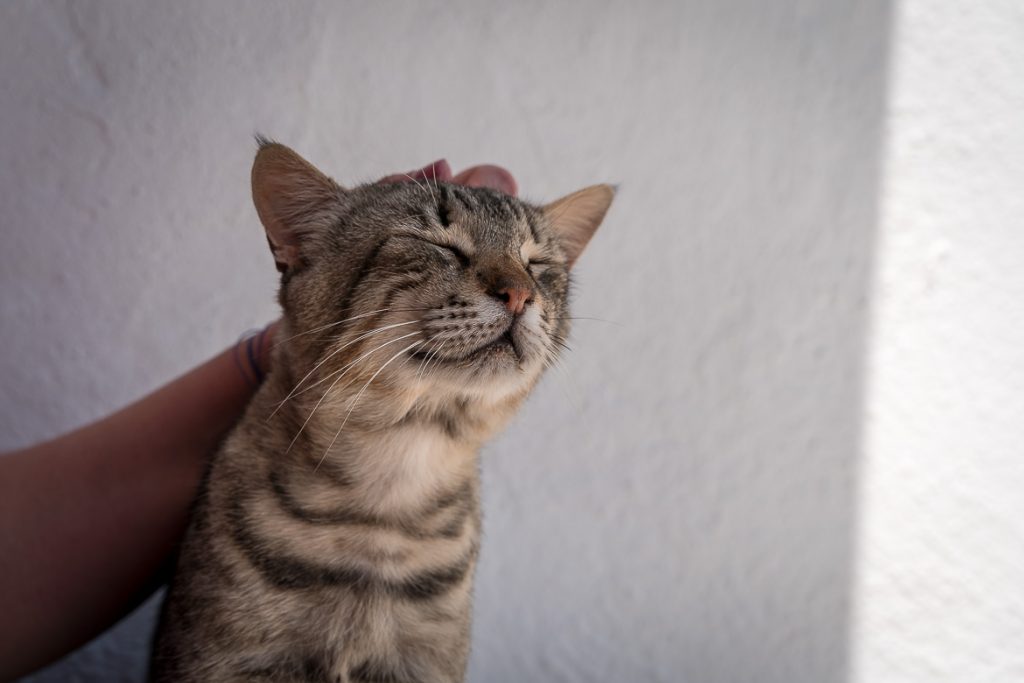 This is a close up of a cat as he enjoys Maria petting him on the head.