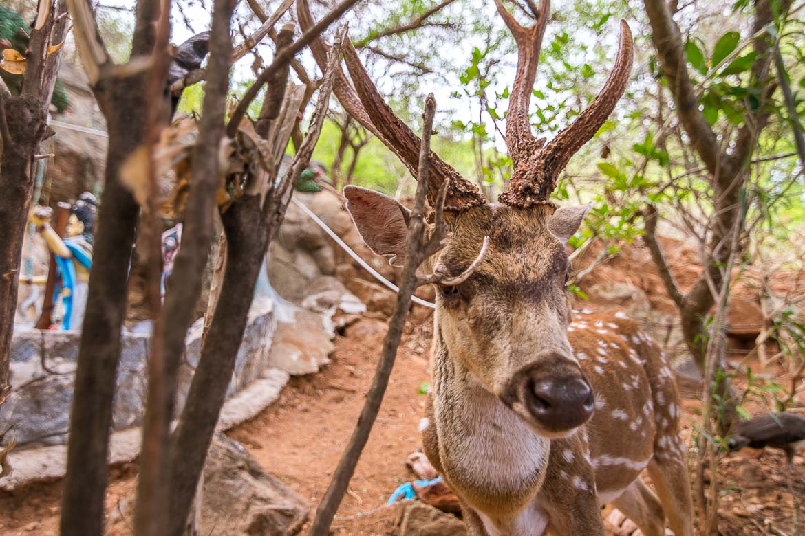 This is a close up of a dotted deer at Fort Fredrick. The deer is brown with white dots and super friendly. 